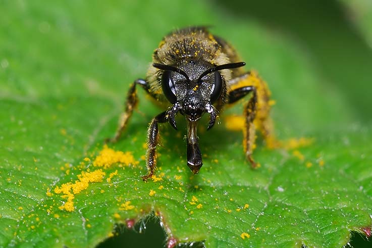 femmina di Apidae Halictinae che estroflette la lingua